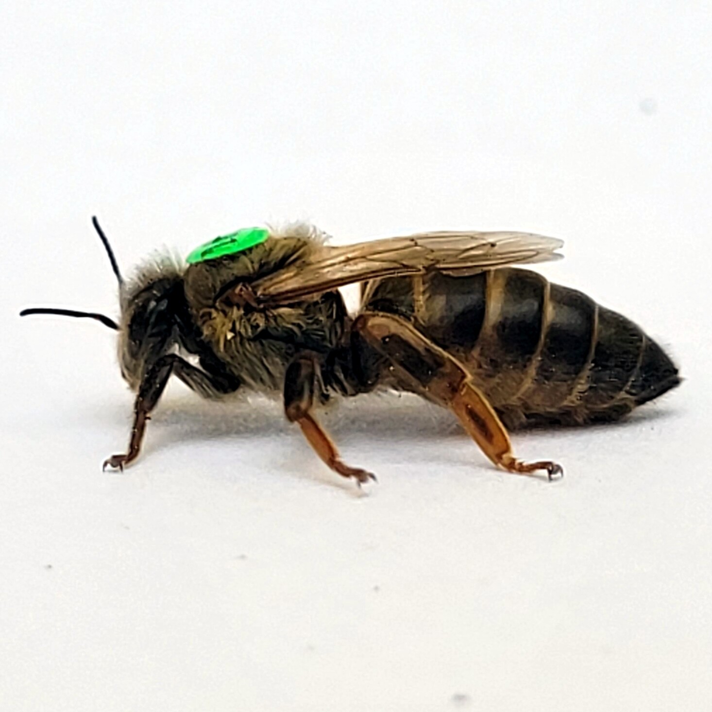 Pszczoła Krainka Alpejka