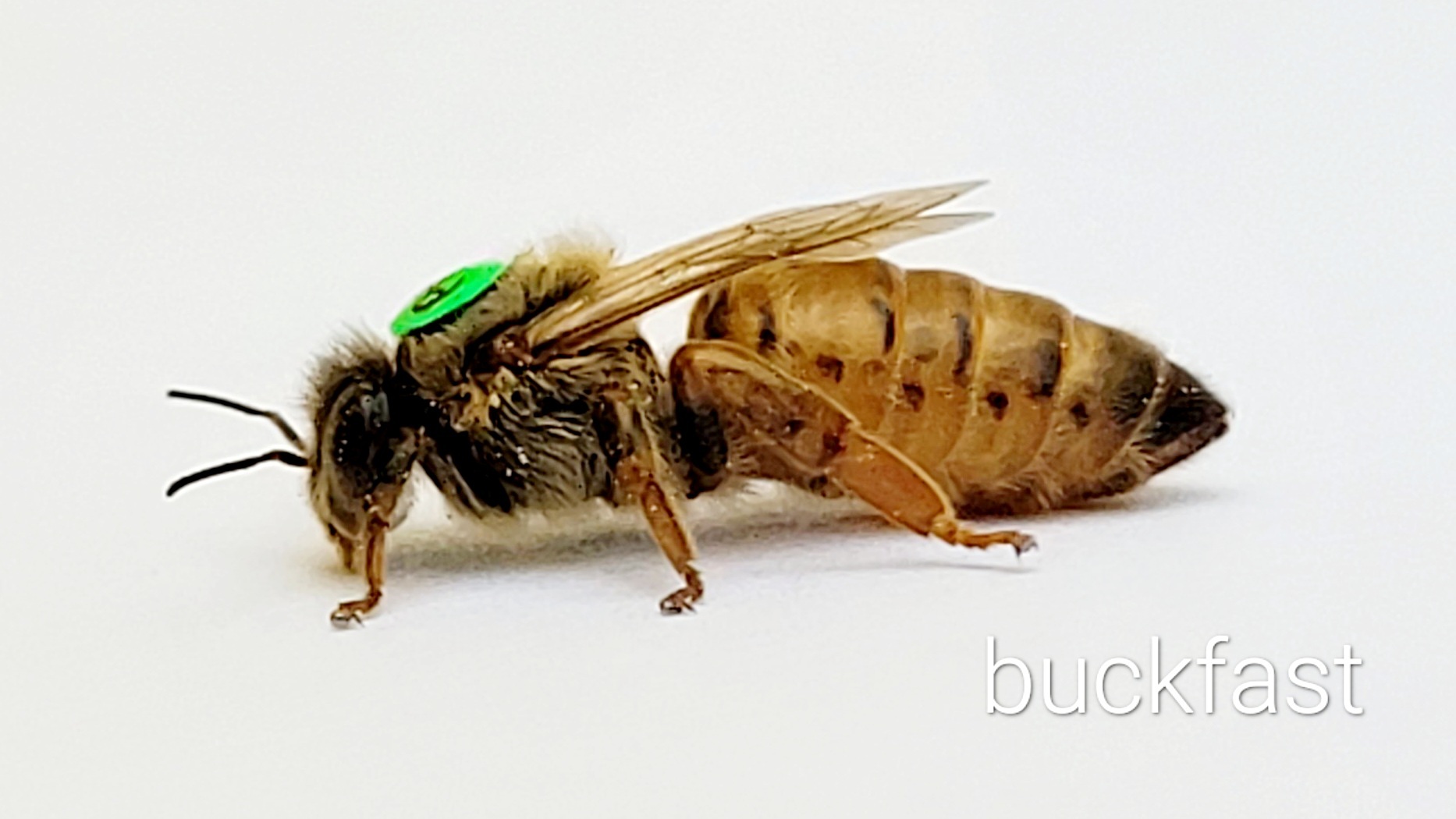 Pszczoła Buckfast