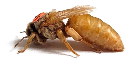 Pszczoła Cordovan